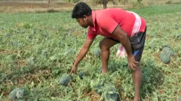 Watermelon crops damaged