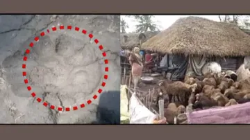 Leopard preys on calf in Nuapada; unknown animal kills 25 sheep in Kendrapara