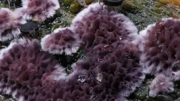 Chondrostereum purpureum