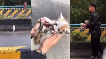 Faith in humanity restored! Youth saves terrified kitten from busy road, watch