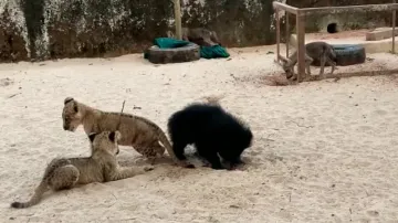 Cubs Of Lion, Bear & Hyena Playing Together