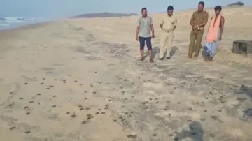 Olive Ridley hatchlings