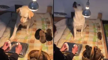 Mama doggo loses all babies to gambling after owner cheats, watch how netizens vent anger