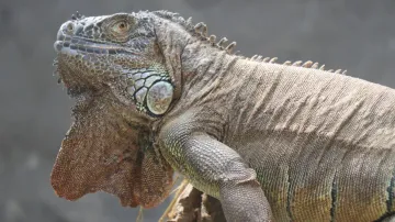 Iguana