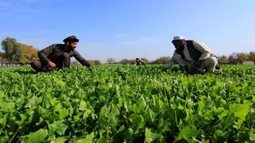 Afghanistan seeks agriculture tie-ups with India