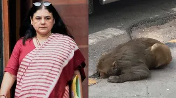 BJP MP Maneka Gandhi Steps-In To Rescue Injured Monkey