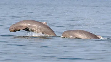 Carcass of a dolphin found in Chilika Lake