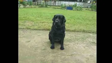 Army Dog 'Jaari' Is Winning Hearts On Social Media. Here's Why
