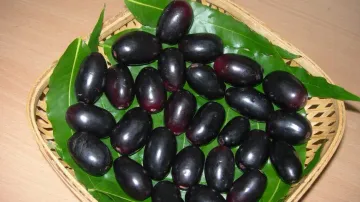 Jamun