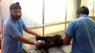 Vet who comes back to Odisha to give healing touch to animals