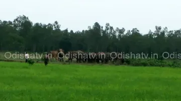 Jumbo menace in Keonjhar, six houses damaged