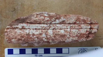 Jurassic fossil shows missing link in crocodile family tree