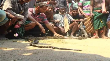 10-ft King Cobra recovered from Nayagarh village