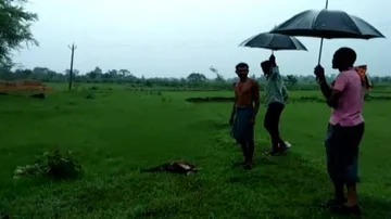 After Niali, peculiar sheep death reported in Kalahandi
