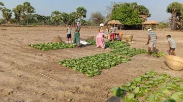 Odisha CM Announces Rs 92.37Cr Financial Assistance For Kendu Workers