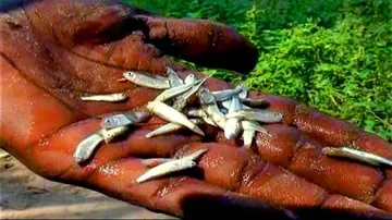 Illegal hatchling trade endangering Khainga fish of Astaranga