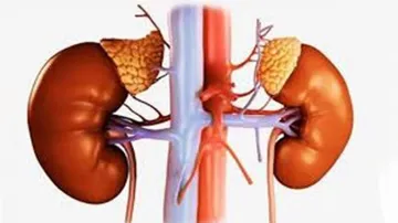 New Treatment Shows Promise To Cure Kidney Disease