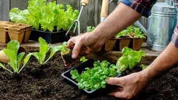 Top 3 Tips For Kitchen Gardening