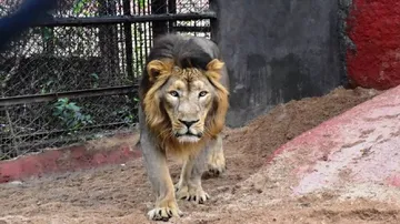 Eight Lions In Hyderabad Zoo Test COVID-19 Positive