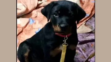 Pet Dog In Odisha Kills Cobra, Saves Children Before Dying