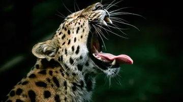 Girl Saves Brother From Leopard Attack In Uttarakhand village