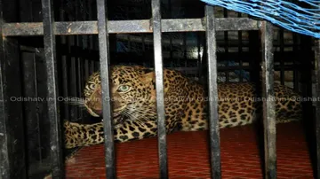 Rescued leopard from Nuapada arrives at Nandankanan