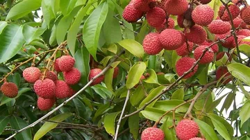Litchi farmers in Odisha face hard time due to unseasonal rain