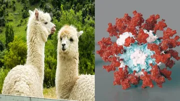 Novel Inhalable Llama Antibodies May Help Treat, Prevent COVID-19: Study