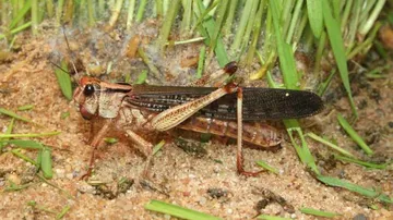 Swarms Of Locusts Seen In Several Parts Of Gurugram