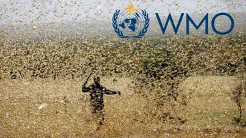 Locust Attacks In India, East Africa & Pak A Threat To Food Security, Warns WMO
