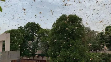 UN Warns India Of Locust Attack, Choppers Pressed Into Service