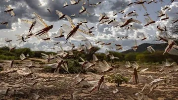 Locust Swarms May Reach Odisha In June, SOP To Be Issued Soon