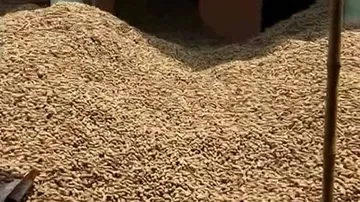 Malkangiri LAMPS MD Suspended Over Irregularities In Groundnut Procurement