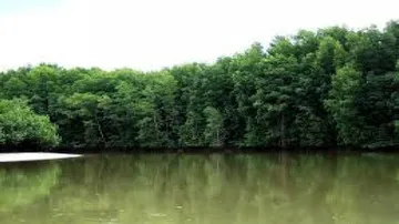 Father-son duo held for felling mangroves