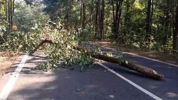 Maoists Observe 'Bandh' In Odisha, Communication Disrupted In Some Places
