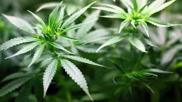 Legalising Medical Marijuana May Lead To More Sex