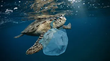 'Rising CO2 Levels, Plastics Posing Combined Threat To Marine Environment'