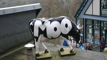 Moo-ving series of cow-on-the-run tales