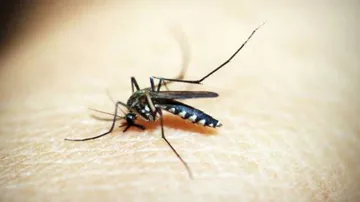 Deforestation for coffee production ups malaria risk