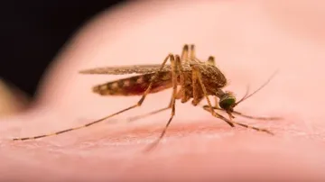 Mosquito saliva can affect immune system for a week