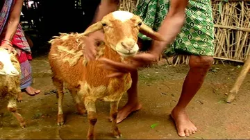 Panic-stricken Niali farmers keeping livestock inside homes