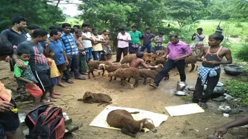 Niali sheep death continues, killer still at large despite Govt measures
