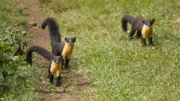 World Wildlife Day 2021: Rare And Exotic Animals Found Only In India (See Pics)