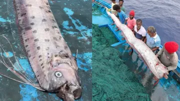 Oarfish 