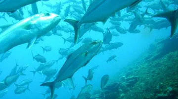 India to join developed nations in ocean studies with'Samudrayaan' project
