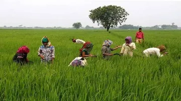 PM-KISAN: Dharmendra Pradhan Urges Odisha CM To Ensure All Registered Farmers Get Benefits