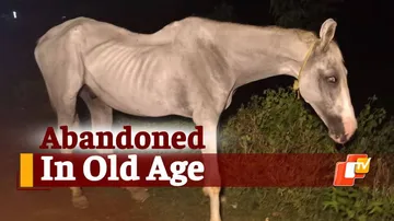 Abandoned Animal 