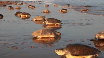 Olive Ridley Mass Nesting Likely On Odisha's Gahirmatha Beach Within Fortnight: Official
