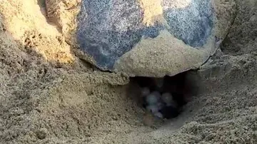 Mass nesting of Olive Ridley turtles begins in Puri