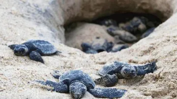 Olive Ridley Turtles Return For Mass Nesting At Gahiramatha